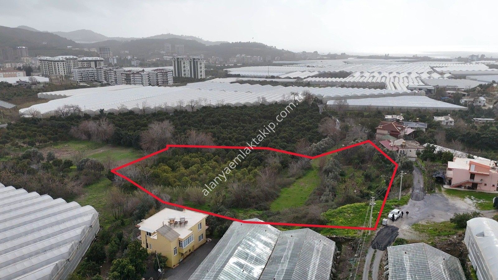 DEMİRTAŞ MAHALLESİ’NDE SATILIK 5.350 M² NARENCİYE BAHÇESİ VE TARLA